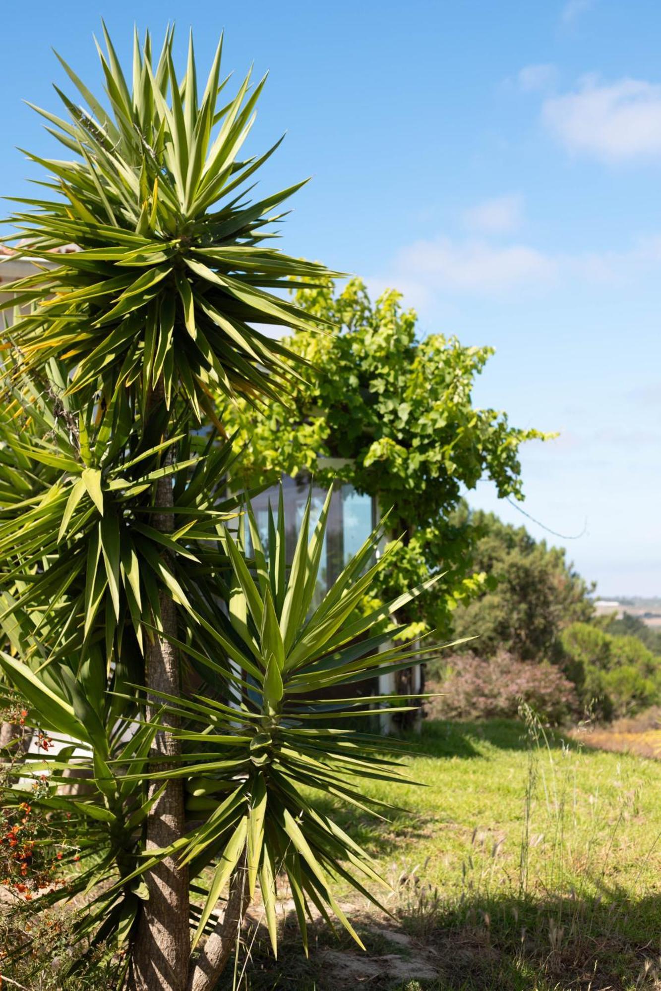 Monte Da Urze Aljezur - Agroturismo Bagian luar foto