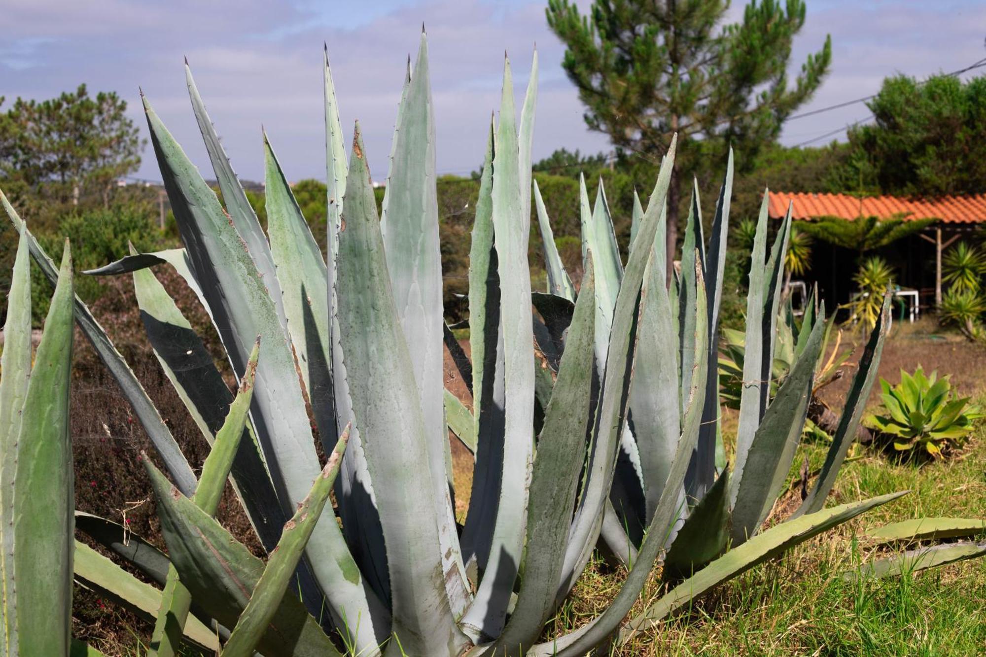 Monte Da Urze Aljezur - Agroturismo Bagian luar foto