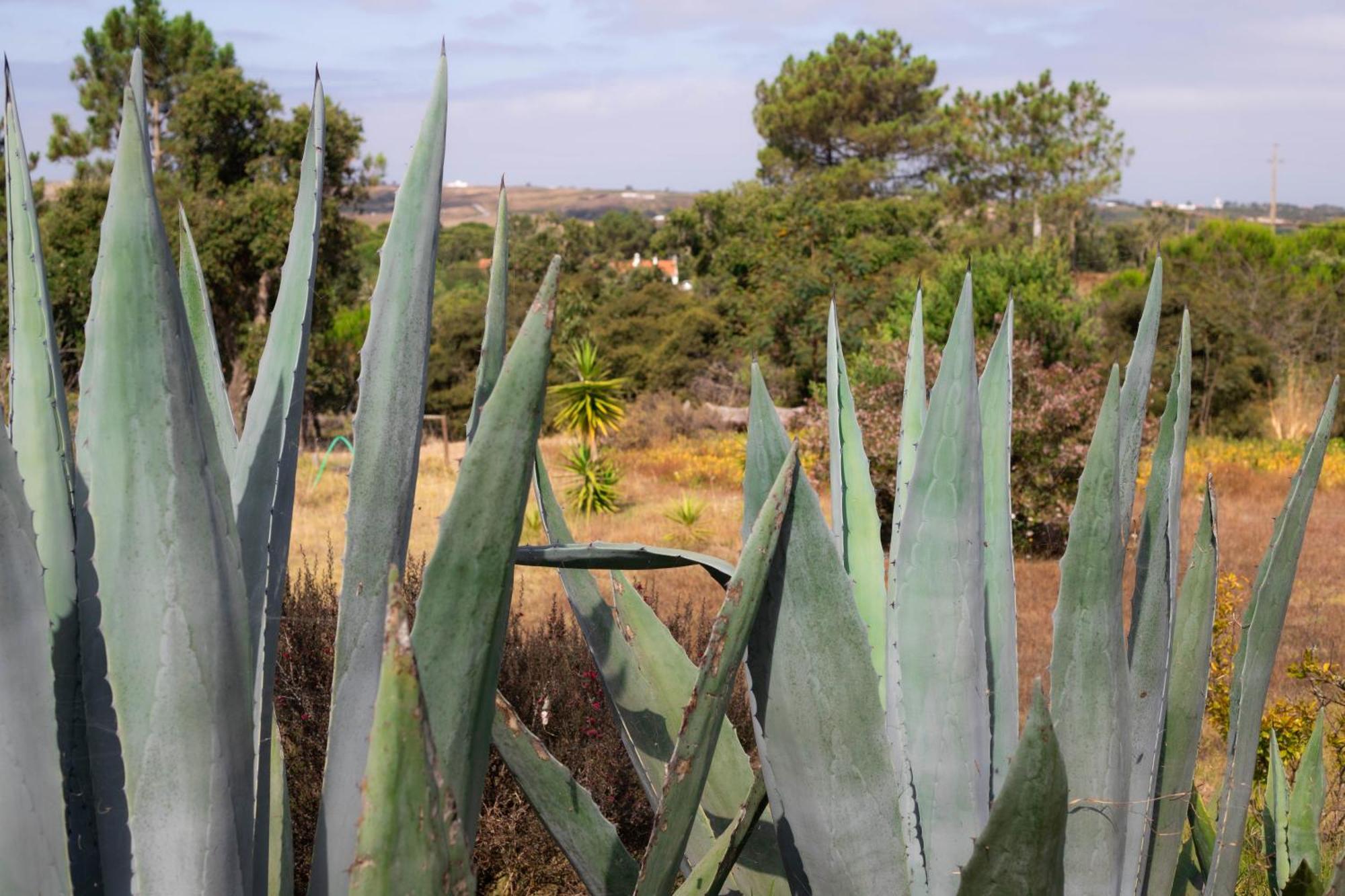 Monte Da Urze Aljezur - Agroturismo Bagian luar foto